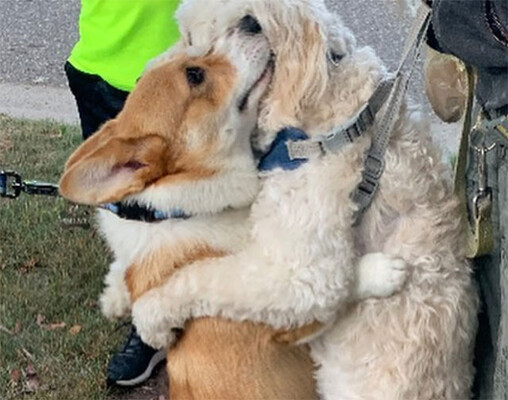 散歩中 出会ったすべての犬をギュっと抱きしめるコーギー犬 ニコニコニュース