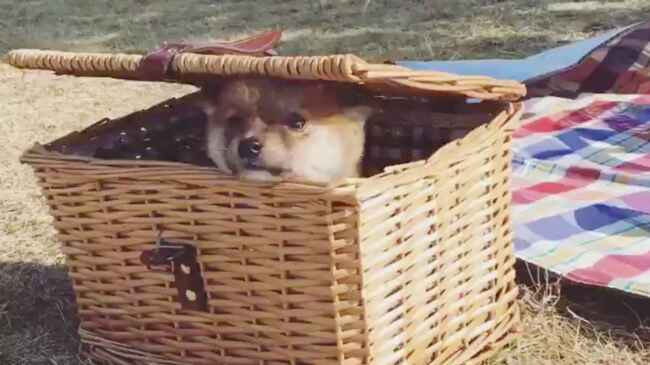 うちの柴犬がはじめて外の世界をのぞいてみた時の動画です 生まれて初めて外を見た子犬の反応が可愛すぎる ニコニコニュース うちの柴犬がはじめて外の世界をのぞいてみた時の動画です 生まれて初めて外を見た子犬の反応が可愛すぎる ニコニコニュース