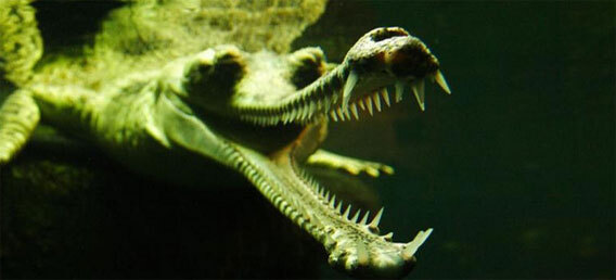 独特の細長い口とキノコのような鼻をもつ絶滅危惧種のワニ インドガビアル ニコニコニュース 独特の細長い口とキノコのような鼻をもつ絶滅危惧種のワニ インドガビアル ニコニコニュース