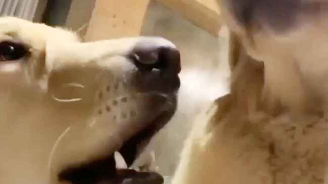 飼い主さんに吠えまくっていたゴールデンレトリバー 母犬が一発で黙らせた方法が可愛すぎる笑 ニコニコニュース 飼い主さんに吠えまくっていたゴールデンレトリバー 母犬が一発で黙らせた方法が可愛すぎる笑 ニコニコニュース
