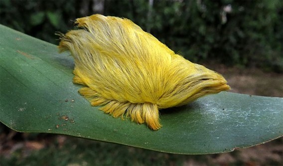 ありかも ライオンのタテガミにも似たゴージャスな毛並をもつ毛虫 サザン フランネル モス ニコニコニュース