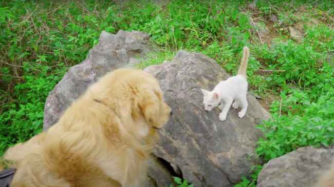 保護 散歩中に痩せた野良子猫が岩山から頑張って降りてきた ゴールデンレトリバーの優しい対応に子猫も安心 ニコニコニュース