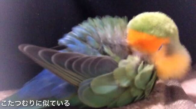 電気マットで ぬくぬく するインコ 目を細めて丸まる姿へ もふもふで可愛い 一緒に寝たくなる の声 ニコニコニュース