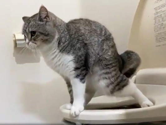 飼い主がトイレで目撃した 愛猫の衝撃的な姿 すごすぎ なんて賢いんだ ニコニコニュース