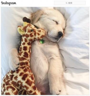キリンのぬいぐるみが手放せないゴールデン レトリーバー この寝顔には逆らえないわ 可愛さ重量オーバー ニコニコニュース