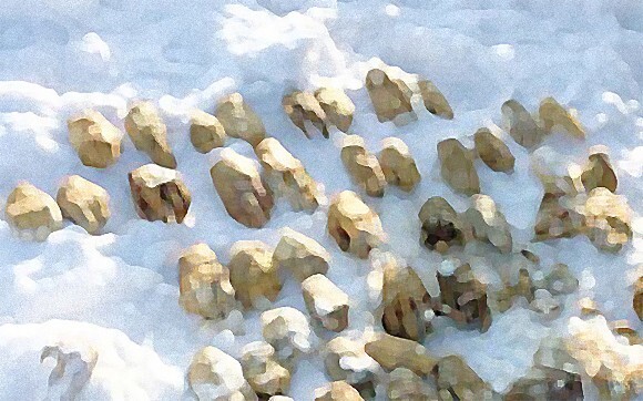 シベリアの川辺で発見された54の人間の手首 一体何が ロシア 閲覧注意 ニコニコニュース