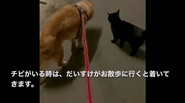 うちの犬が好きすぎて 散歩についてくる野良猫 寄り添い歩く2匹の姿が尊い ニコニコニュース