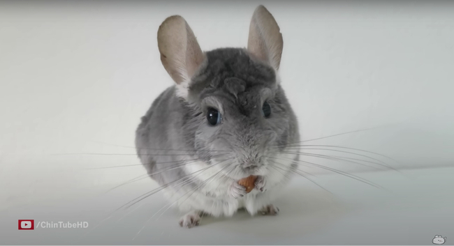 チンチラの鳴き声って知ってる 海外のチンチラyoutuberが伝える魅力 ニコニコニュース