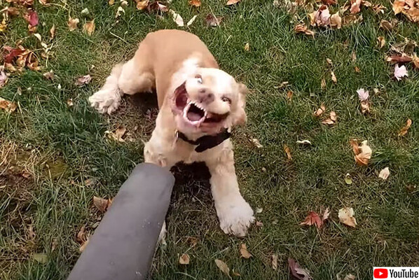 風には負けぬ 落ち葉飛ばし器にチャレンジする犬の顔が七変化 謎のクリーチャーに変貌 ニコニコニュース