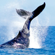 くじら 声優 とは クジラとは 単語記事 ニコニコ大百科 くじら 声優 とは クジラとは 単語記事 ニコニコ大百科