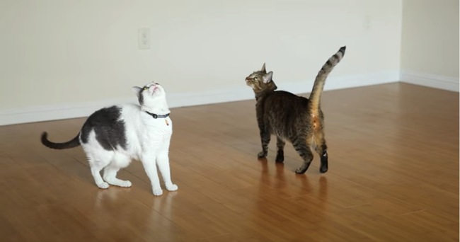 天井を眺めて猫はくるくるり シーリングファンが猫オモチャ化 ニコニコニュース 天井を眺めて猫はくるくるり シーリングファンが猫オモチャ化 ニコニコニュース