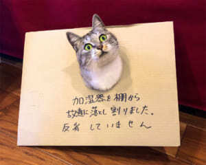 反省していません 加湿器を割った猫のドヤ顔に爆笑 ニコニコニュース 反省していません 加湿器を割った猫のドヤ顔に爆笑 ニコニコニュース