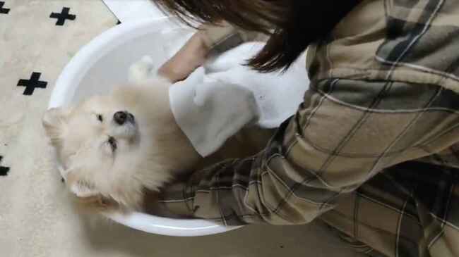 赤ちゃんの入浴方法を教える祖父と 赤ちゃん役の助手 を犬でやってみた動画が話題に ニコニコニュース 赤ちゃんの入浴方法を教える祖父と 赤ちゃん役の助手 を犬でやってみた動画が話題に ニコニコニュース