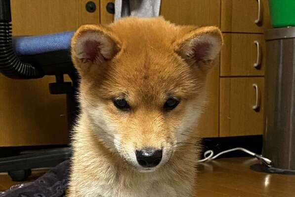あれ 座り方が何か変 俺の知っている犬の座り方と違うが 可愛いから許す 笑 ニコニコニュース あれ 座り方が何か変 俺の知っている犬の座り方と違うが 可愛いから許す 笑 ニコニコニュース