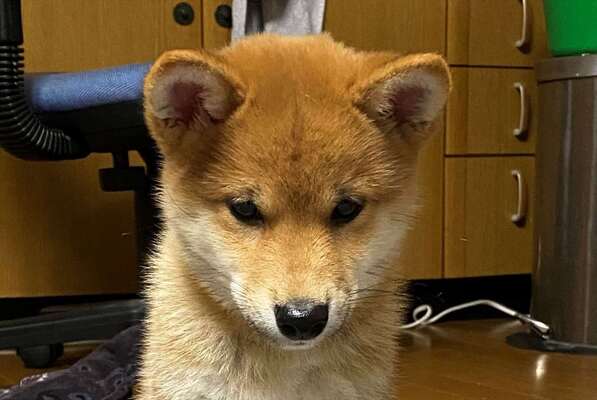 あれ 座り方が何か変 俺の知っている犬の座り方と違うが 可愛いから許す 笑 ニコニコニュース