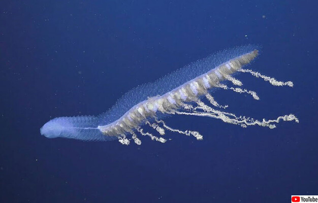 深海ファンタジー オーストラリアの海にいる神秘の水中生物を高画質で ニコニコニュース