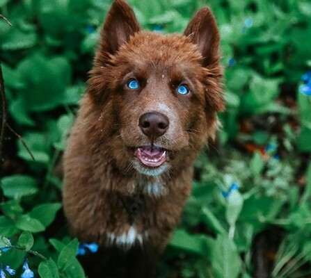 犬種は何ですか って良く聞かれるけど 茶色のシベリアンハスキーです ニコニコニュース