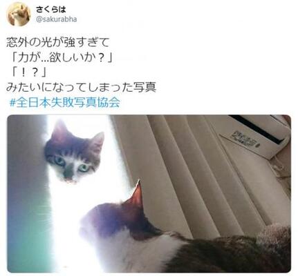 猫 力が 欲しいか 偶然撮影された神々しいニャンコの写真に30万超えいいね ニコニコニュース