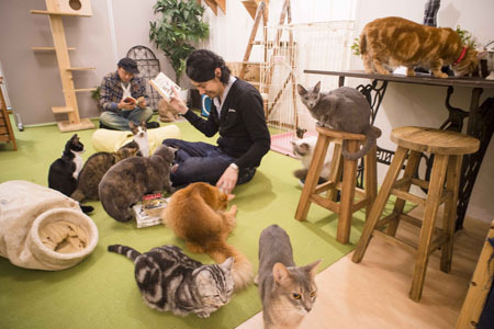 進化するマンガ喫茶 猫カフェ併設店が男性に人気 ニコニコニュース