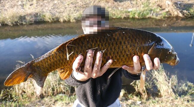 ダイソーの 1000円釣り竿 で鯉を釣る ドラグ機構ありのリールと糸もついた お得なセット で大物に挑んでみた ニコニコニュース