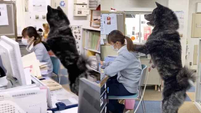 この職場最高すぎ 超大きな秋田犬が肩揉みしたり受付してくれる職場が話題に ニコニコニュース この職場最高すぎ 超大きな秋田犬が肩揉みしたり受付してくれる職場が話題に ニコニコニュース