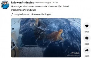 サメに襲われ助けを求めるウミガメを救出した男性 一生に一度の出来事 バハマ 動画あり ニコニコニュース サメに襲われ助けを求めるウミガメを救出した男性 一生に一度の出来事 バハマ 動画あり ニコニコニュース
