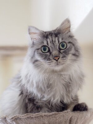 猫がしっぽを振る時計がキモ可愛いすぎると話題に ニコニコニュース 猫がしっぽを振る時計がキモ可愛いすぎると話題に ニコニコニュース