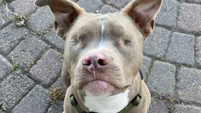 悪い人間によって盲目にされてしまった子犬 しかし目が見えないことなど関係なく人生を謳歌し 周りの人間や動物を元気付ける ニコニコニュース 悪い人間によって盲目にされてしまった子犬 しかし目が見えないことなど関係なく人生を謳歌し 周りの人間や動物を元気付ける ニコニコニュース