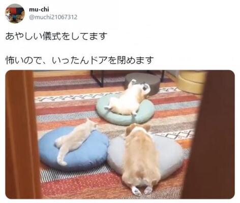 あやしい儀式をする犬猫3匹組の動画に大爆笑 へそ天教 参加してみたい の声 ニコニコニュース