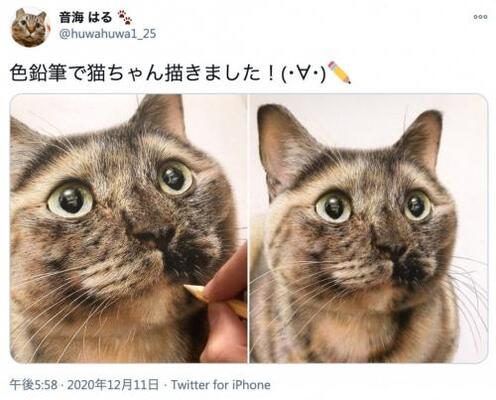 かわいすぎる猫の写真かと思いきや 実はこれ色鉛筆で描いたイラストなんです ニコニコニュース