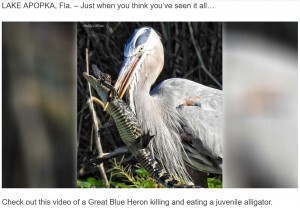 オオアオサギが子ワニを頭から丸飲み 弱肉強食を捉えた貴重な映像 米 動画あり ニコニコニュース