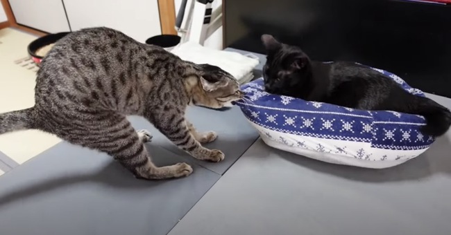 そのベッド私に寄こせとせがむ猫 譲られたのに中には入らず ニコニコニュース そのベッド私に寄こせとせがむ猫 譲られたのに中には入らず ニコニコニュース