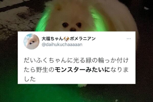 可愛いのにめっちゃ強そう ポメラニアンに光る緑の輪っかを付けたら発光モンスターが爆誕 ニコニコニュース