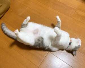 宇宙と交信中 のヘソ天猫にコスモを感じる ニコニコニュース 宇宙と交信中 のヘソ天猫にコスモを感じる ニコニコニュース
