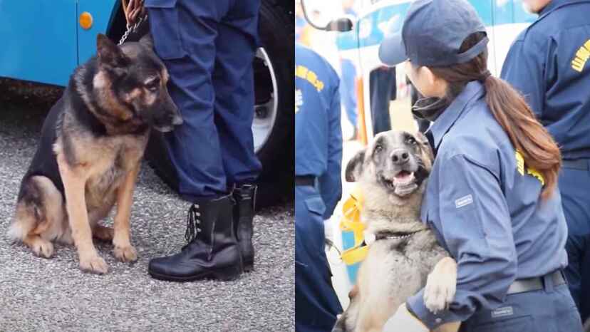 大切な式で不安になってしまった警察犬 仲間犬の大胆すぎる行動を見て安心する ニコニコニュース