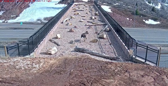 みんなちゃんと使ってる 野生動物を守るため高速道路に架けられた橋がきちんと機能していた アメリカ ニコニコニュース みんなちゃんと使ってる 野生動物を守るため高速道路に架けられた橋がきちんと機能していた アメリカ ニコニコニュース