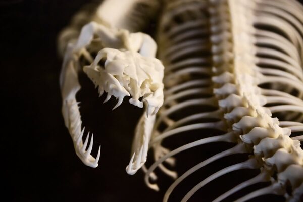 頭部のない 謎の生物の遺体が海岸に打ち上げられる ニコニコニュース 頭部のない 謎の生物の遺体が海岸に打ち上げられる ニコニコニュース
