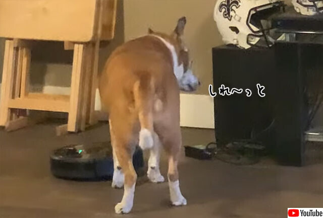 あいつウザイな しれっとルンバのスイッチを消す犬 ニコニコニュース あいつウザイな しれっとルンバのスイッチを消す犬 ニコニコニュース