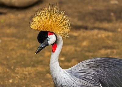 トリビア 鳥の とさか の大きさは グループ内の地位で伸び縮みする ニコニコニュース