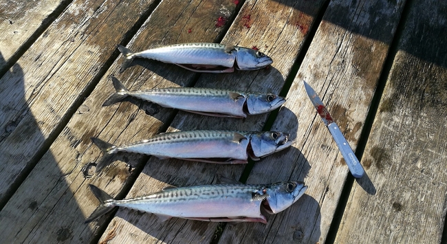 数字をごまかすことを意味する さばを読む の さば は魚の鯖 その由来を解説 ニコニコニュース 数字をごまかすことを意味する さばを読む の さば は魚の鯖 その由来を解説 ニコニコニュース