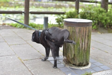 ヨソ犬のオシッコで 家の塀 が変色 住人は 心身ともに限界です 飼い主の責任は ニコニコニュース