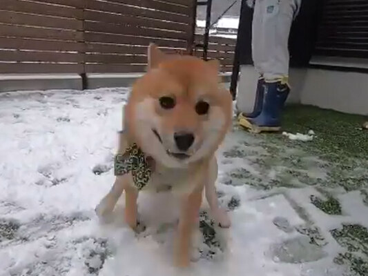 柴犬に初めて雪を見せると 喜びが限界突破した姿に クスッとする ニコニコニュース