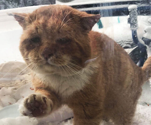 寒いので中にいれてくれませんか 人間に助けを求めに来た猫の保護物語 カナダ ニコニコニュース