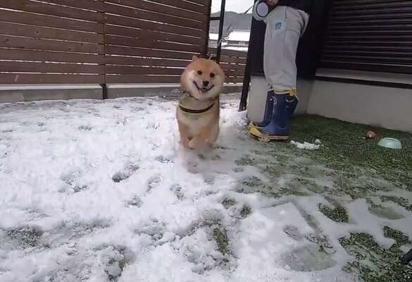 人生ではじめての雪に大興奮 喜びが限界突破 した柴犬の猛烈なダッシュがとまらない ニコニコニュース