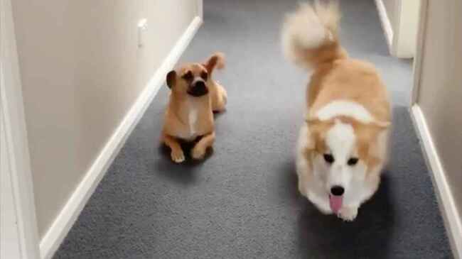 足の短いコーギーの歩き方を真似する犬が話題に それを見たコーギーの反応に爆笑 ニコニコニュース