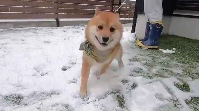 早送りかと思った 生まれて初めての雪で 喜びが限界を超えてしまった柴犬が話題に ニコニコニュース