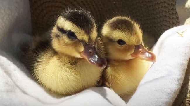 睡魔と戦うアヒルの赤ちゃんたちが可愛すぎると話題に 最後の姿に癒される ニコニコニュース