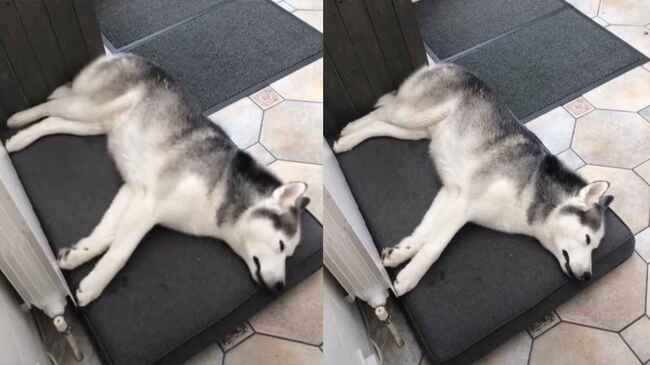 夢の中でも走るのが大好きなハスキー犬が可愛すぎると話題に ニコニコニュース 夢の中でも走るのが大好きなハスキー犬が可愛すぎると話題に ニコニコニュース
