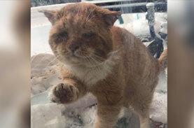 いれて・・・」寒い外から窓を叩いてきたボロボロの野良猫。治療 ...