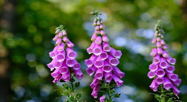 ジギタリス すずらんのように連なって咲くこの花の花言葉は 実は毒にも薬にもなる花だった ニコニコニュース